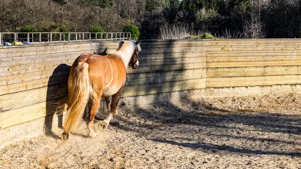 Çiftlikteki kahverengi atın yakın çekimi.