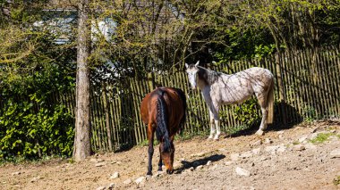 Dağlarda bir tarlada atlar