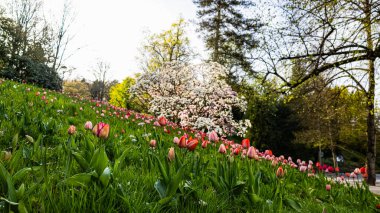 Lale güzel çiçekler