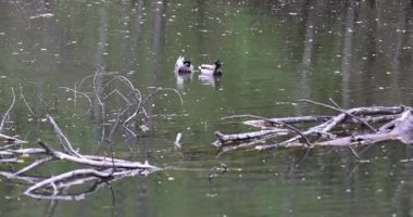 beyaz - renkli ördek, cygnus leucocephala, vahşi doğada, suda