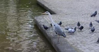 Su parkında balıkçıl..