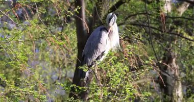 Gri balıkçıl (ardea cinerea) benekli Dublin, İrlanda