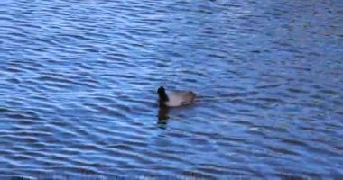 Avrupalı Coot 