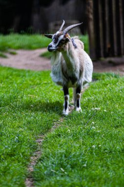 Hayvanat bahçesindeki keçinin seçici odak noktası.