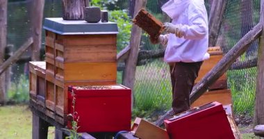 Arıcı arı kovanına bal ve arı kovanları yerleştirir..