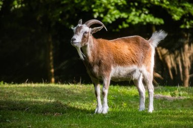 Bir çiftlikte kırmızı bir keçi yürüyor