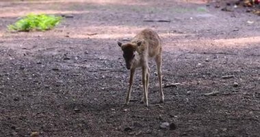 Yeni doğmuş bir yavrunun beceriksiz hareketleri