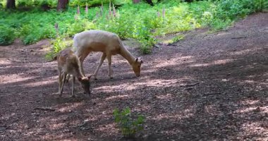 Ormanda kırmızı boynuzlu genç beyaz geyik.