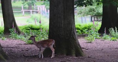 Genç geyik parkta yürüyor.