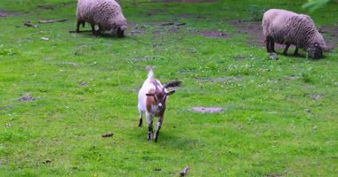 Koyun ve keçi çiftliğinde otlar.