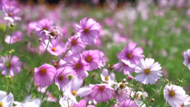 Vietnam 'da Tet sırasında renkli çiçeklerin yakın çekimi