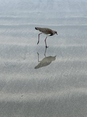 Islak kumsalda yükselmiş ayakla yürüyen kuş yansıması ile 