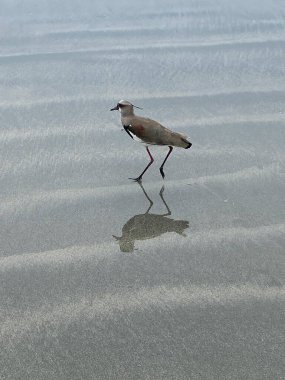Güney kanatlı kuş, ıslak kumsalda yansımayla yürüyor.