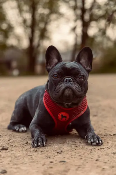 Stock image french bulldog puppy male