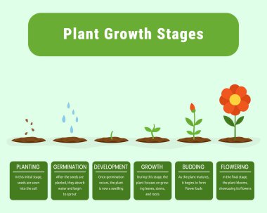 Bitki yetiştirme aşamaları bilgi verir. Bitki gelişiminin altı temel aşamasını gösteren minimalist eğitim bilgileri: ekim, filizlenme, tohum büyümesi, yaprak ve kök büyümesi, tomurcuklanma ve çiçek açma.
