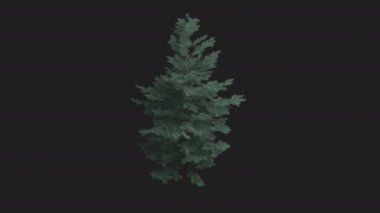 Abies Concolor Beyaz Köknar Ağacı rüzgarda savruluyor. Rüzgar Concolor köknar ağacını emiyor. Şeffaf arkaplanlı rüzgârda sallanan canlı Abies-concolor Ağacı. Alfa Kanalı