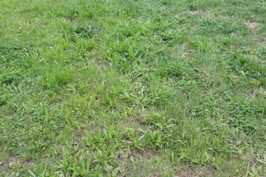 fondo verde y hierba