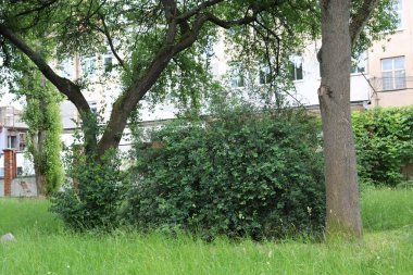 Şehirde yeşil çimenler ve ağaçlar