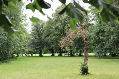 Parkta yeşil çimen