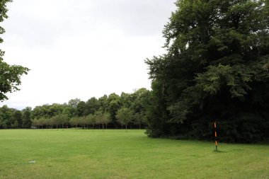 Ormandaki yeşil alan