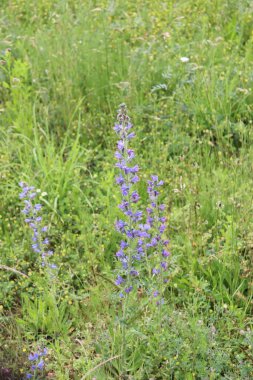 Bahçedeki güzel çiçekler