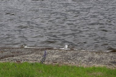 Gölün kıyısında su yüzeyi. Nehrin üzerinde su yüzeyi.
