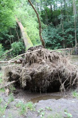 Ormandaki yaşlı ağaç kütüğü