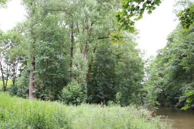 Hollanda 'da yaz ormanlarında nehir