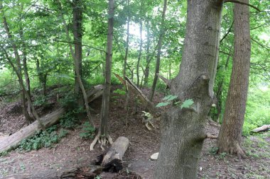 Doğanın güzel manzarası