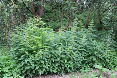 Bahçede yeşil yapraklar
