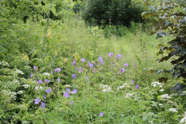 Bahçedeki güzel çiçekler