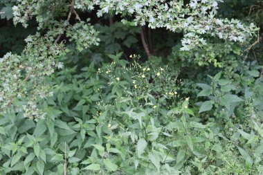 yeşil yapraklar, bitki örtüsü ve doğa