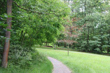 Yazın yeşil orman yolu