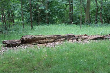 Ormandaki yaşlı kütük.