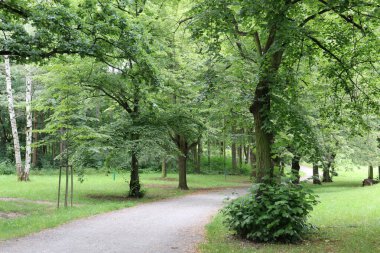 Yazın güzel bir park.