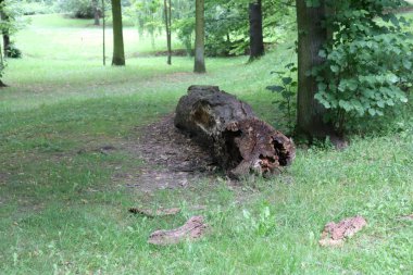 Parktaki kırık kütük.