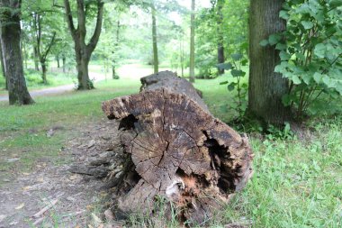 Ormandaki kırık ağaç kütüğü