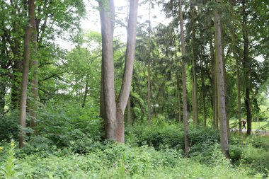 Parktaki yeşil orman