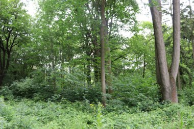 Parktaki yeşil orman.