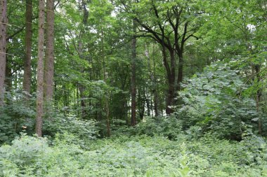 Orman ağaçları ve yeşil yapraklar.