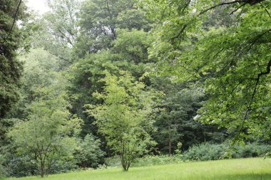 Doğanın güzel manzarası