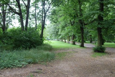 Bir yaz parkında yol