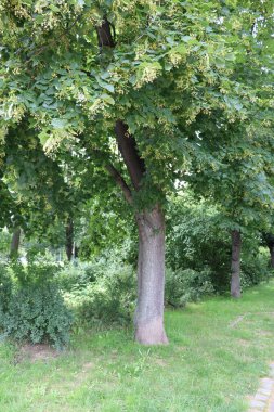 Parkta güzel yeşil ağaçlar.
