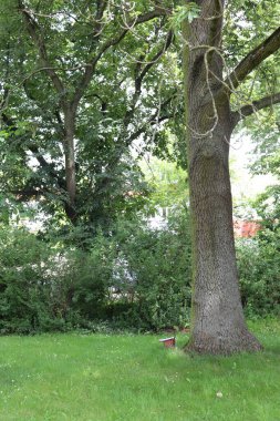 Parktaki yeşil çimenler ve ağaçlar