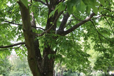 Ağaçtaki yeşil yapraklar