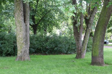 Moskova 'ya park et.