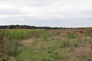 Çimen tarlası manzarası