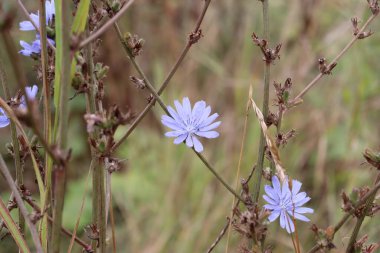 Güzel botanik fotoğrafı, doğal duvar kağıdı.