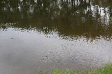 Göl kenarında yağmur damlaları