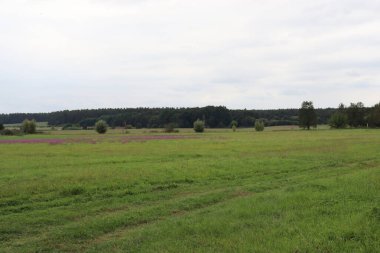 Ağaçlardan oluşan bir tarlası ve arka planda bulutlu bir gökyüzü olan güzel bir manzara.